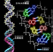 普遍性身心形成（再生）能力